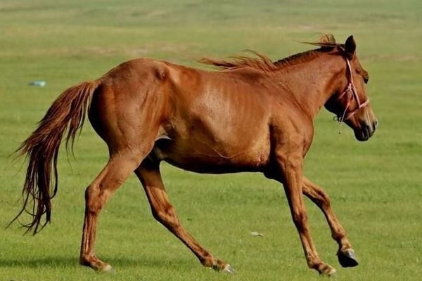 女属马婚配更佳属相，生肖马女和什么生肖最配