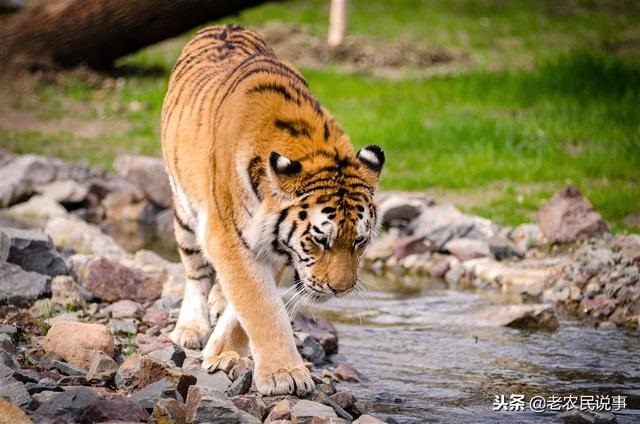 戴老虎有什么讲究，老虎玉坠有什么寓意