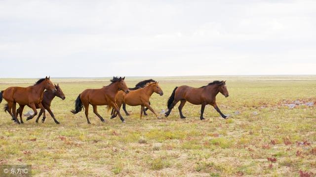 属马人什么年份顺利，1990属马更佳结婚年龄
