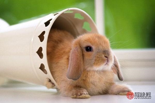 7年兔男更佳婚配属相,1986属虎36岁会离婚"