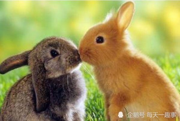 男属兔女属鼠婚姻相配吗，属兔男与属鼠女能走到最后吗