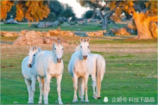 8年属马的不幸婚姻7,属马1978年四十以后命"