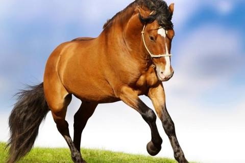 022年属马人的命运，属马的2022年高考顺利吗"