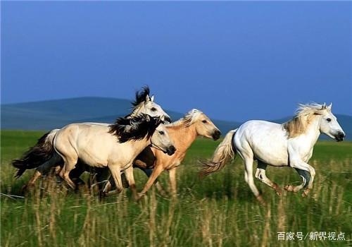 属马是几几年出生，属狗58年出生今年全部远程