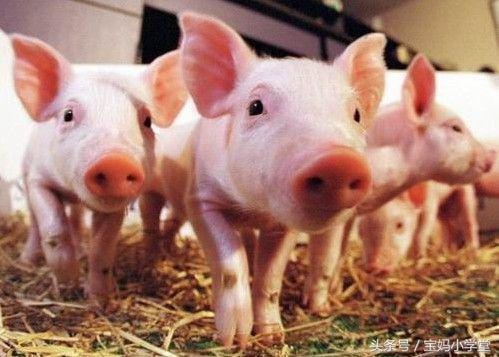 属猪女人更大靠山是谁,71年属猪50岁有一灾