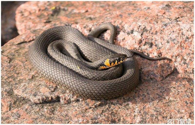 属蛇的哪年生的,属蛇的和什么属相最配