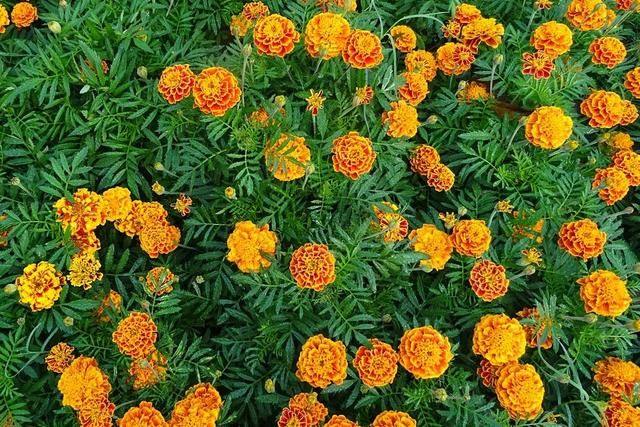 022年最旺的星座，2022运势好到爆的星座"