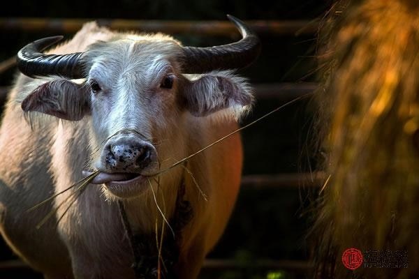 3年属牛48岁有一灾婚姻,1972属鼠的婚姻和命运"