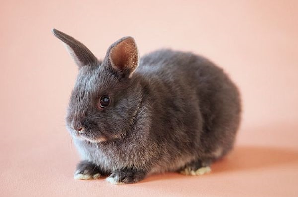 5年属兔何时走大运,1975年属兔的终身贵人"