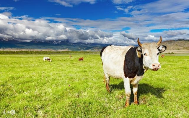 属马遇到牛年运气如何，属马人遇牛年运势如何