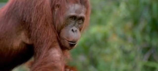 生肖智商排行榜之一名，什么生肖智商情商高