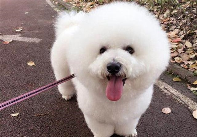 2年水狗命什么颜色好，82年属狗人三大坎"