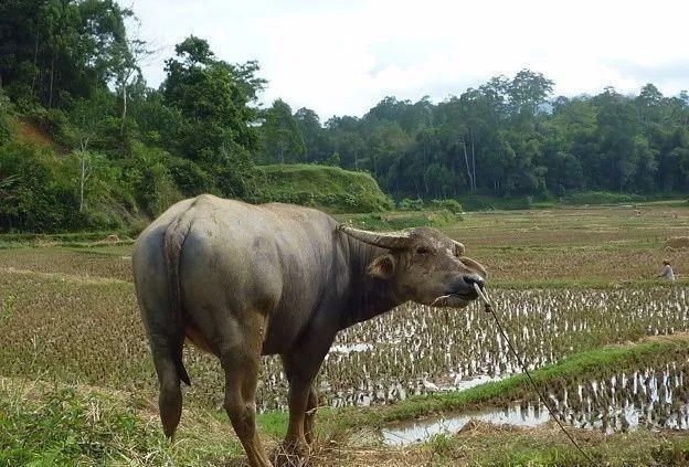 2生肖排行顺序，生肖排序十二生肖排序"
