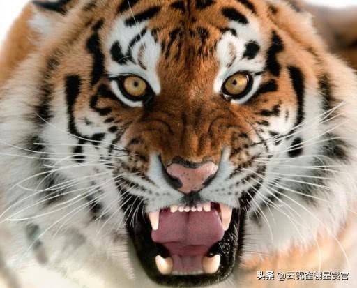 属虎人的克星是谁，属虎的克星是哪个属相