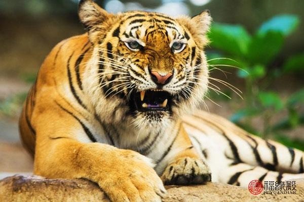 属虎女的和属虎男的相配吗，98年属虎女和属虎男合适不