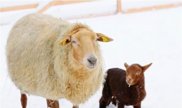 属羊的所有年份和年龄，属羊人2022 年全年运势