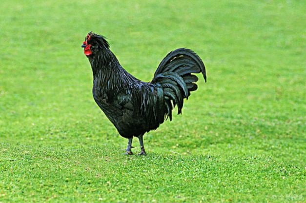 981属鸡转折点2022,81属鸡天蝎座2022"