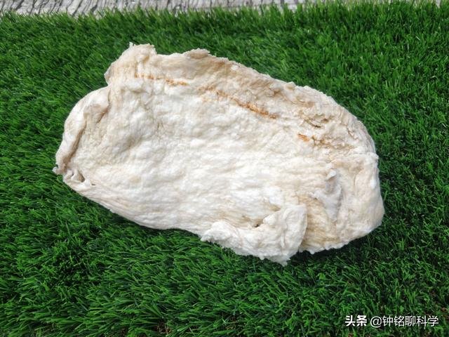 太岁一般都生长在哪里，太岁从哪里生出来的