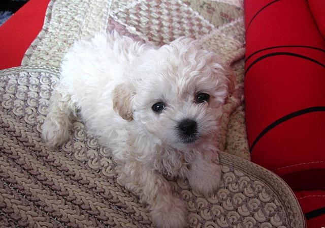 2年水狗命什么颜色好，82年属狗人三大坎"