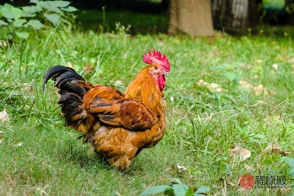 022年93年属鸡姻缘，2022