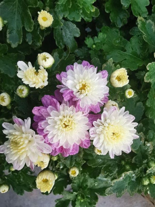 022年属蛇大忌颜色，属蛇的人可以戴如意锁吗"