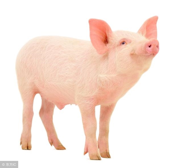 属猪男孩逢几日出生好，肖猪人一生运程