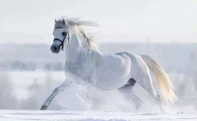 2岁属马的是什么命，1990年属马五行属什么"