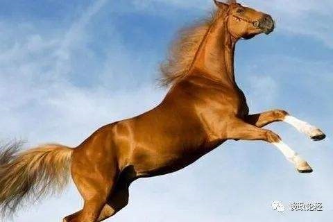 022年运势属马,2022年生肖运势完整版"