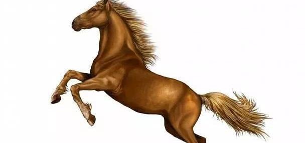 女属马婚配更佳属相，生肖马女和什么生肖最配