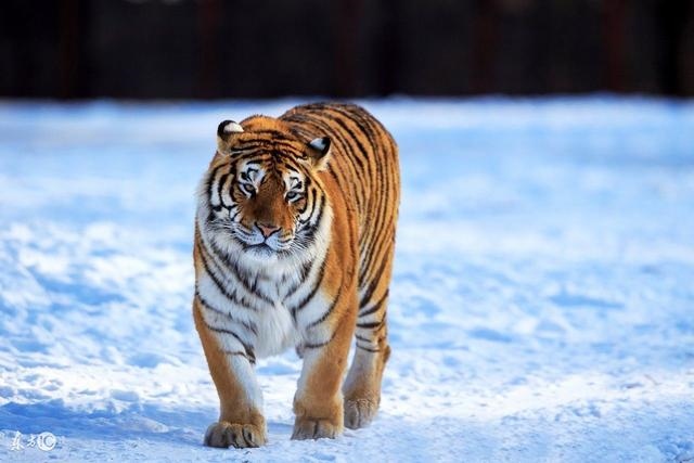 属虎女事业上的贵人是谁，属虎天生有两个贵人