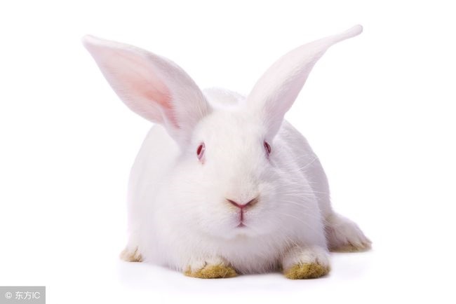 5年八月属兔是什么命,1975年兔女2022