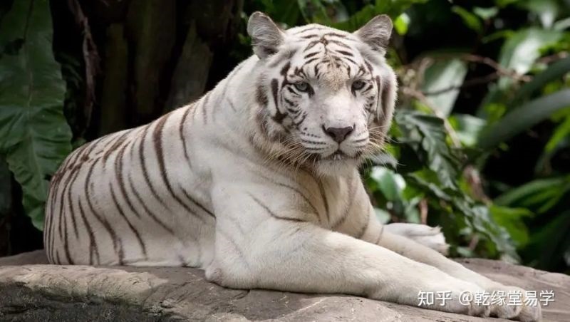 022年属虎人的全年运势，属虎2022年运势及运程每月运程"