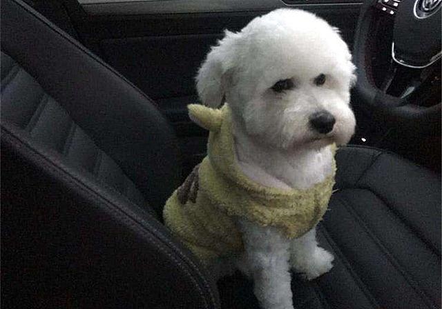 2年水狗命什么颜色好，82年属狗人三大坎"