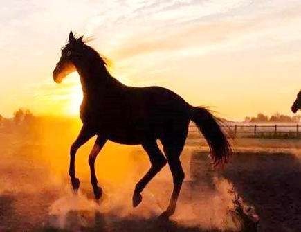 属马人二0二一年运程，2023年属马人的全年运势