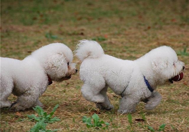 2年水狗命什么颜色好，82年属狗人三大坎"