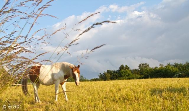 978属马八字预测，属马1978年四十以后命"