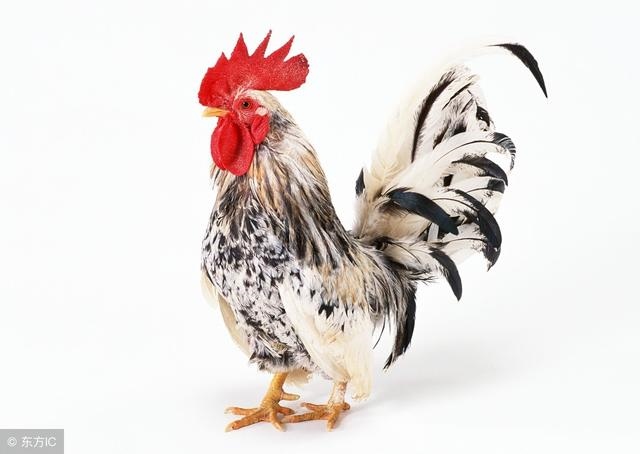 3年属鸡人的坎，属鸡人一生要过的3个坎"