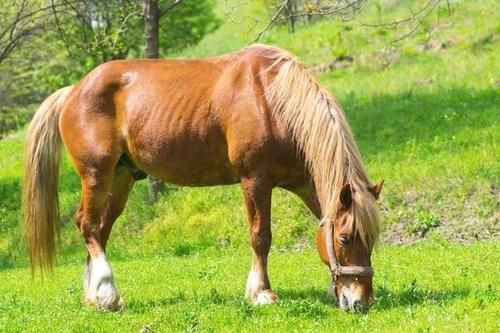 属马是78年吗，78属马一生有几次婚姻