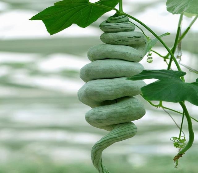 属蛇的家中不宜放什么，命里有二婚的四个生肖