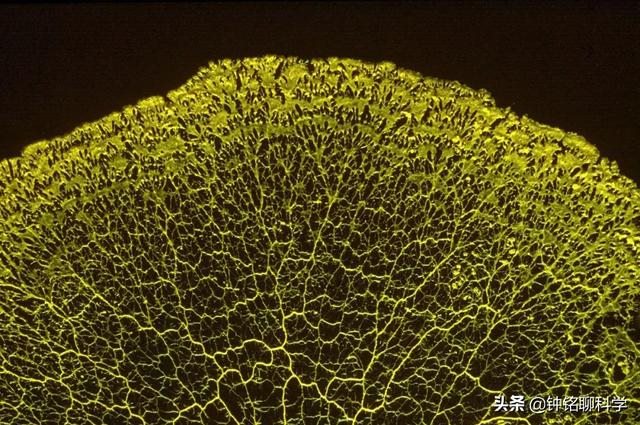 太岁一般都生长在哪里，太岁从哪里生出来的