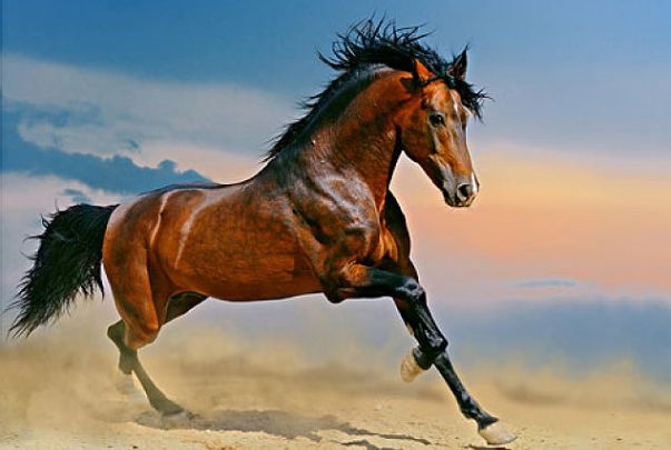 属马二月十八出生是什么命，1987年2月十8出生好不好