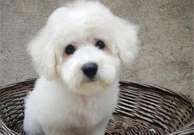 2年水狗命什么颜色好，82年属狗人三大坎"