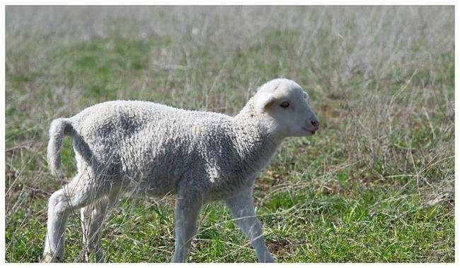 属羊人2022年多大了,属羊人2022年每月运势