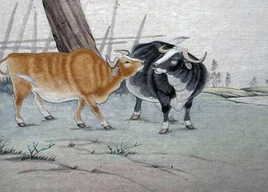 985年属牛是什么命，85年属牛一生三大劫难"