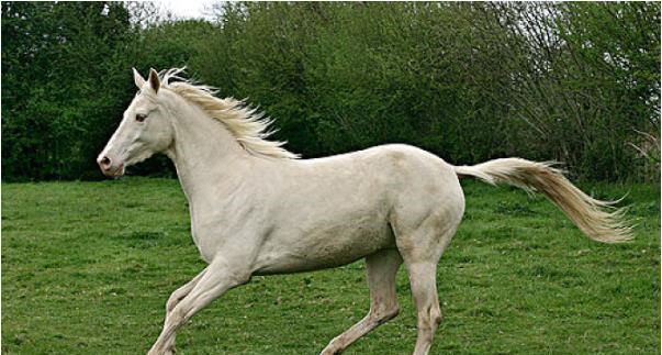 6年属马人能活多少岁,1966年属马2022年运势"