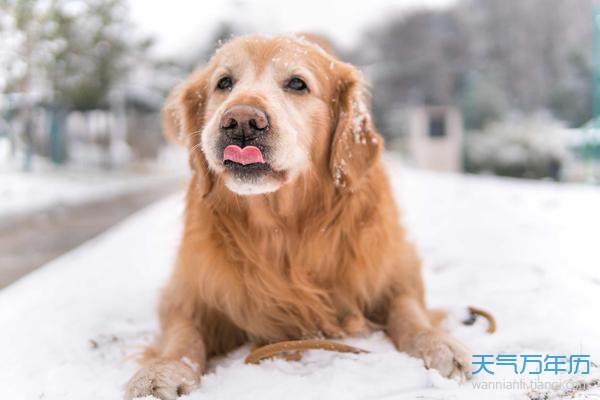 属狗2022年全年运势,属狗2022 年12月运势