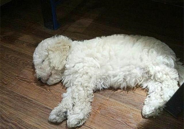 2年水狗命什么颜色好，82年属狗人三大坎"