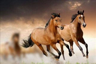 属马的刑冲破害是什么属相,马和什么相冲相害相刑