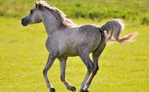 6年属马女有几次婚姻，66年的属马女人一生的婚姻"