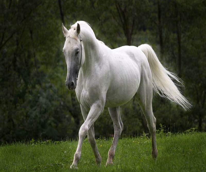 属马女2022年运势完整版,1978年属马人2022 年运势